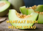 Manfaat Buah Melon Hijau