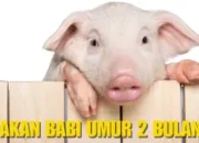 Pakan Ternak Babi Umur 2 Bulan, Now Kita Review !