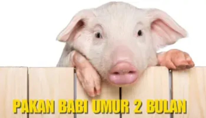 Pakan Ternak Babi Umur 2 Bulan, Now Kita Review !